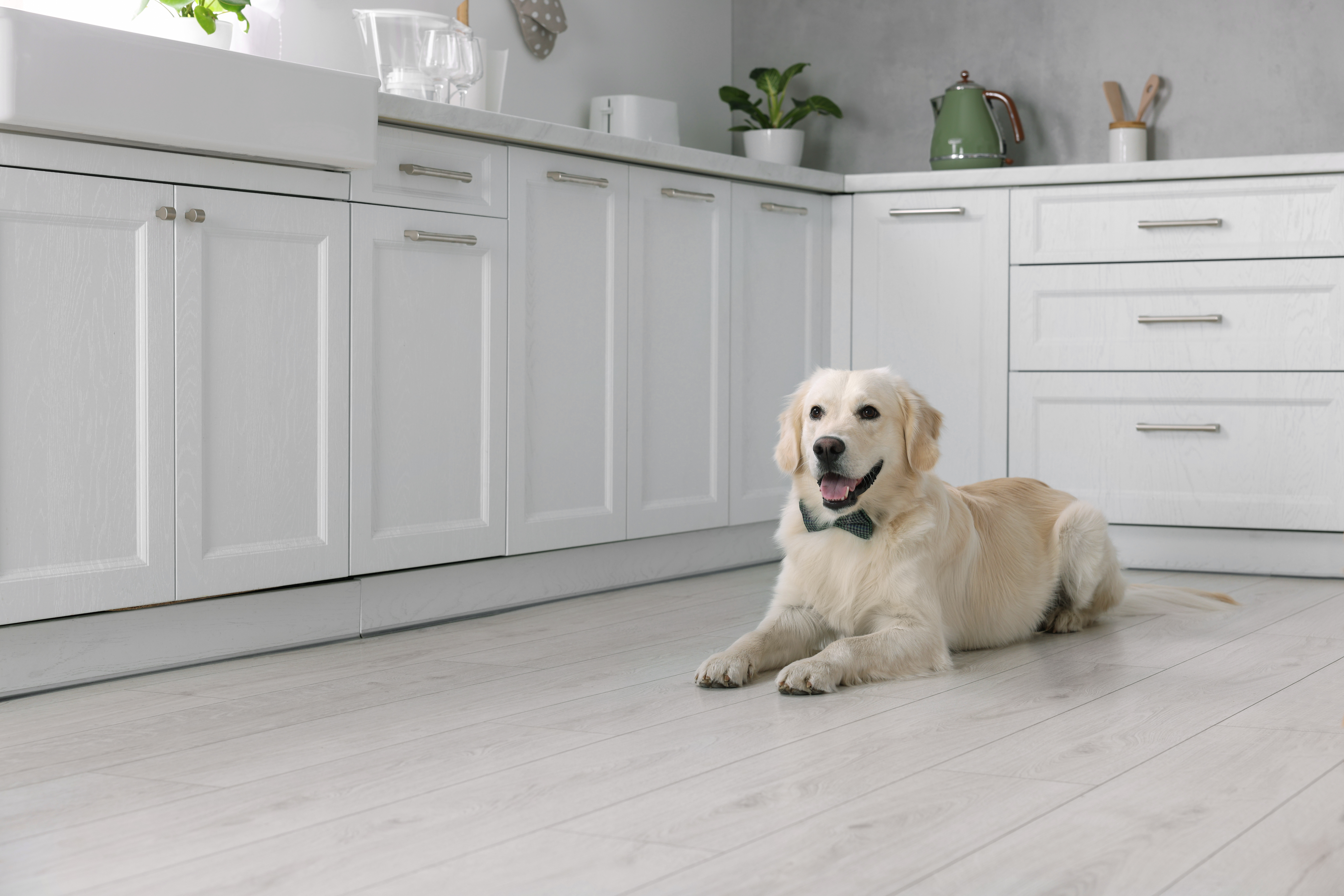 Transforming Your Mudroom Into A Pet Paradise Transforming Your Mudroom into a Pet Paradise