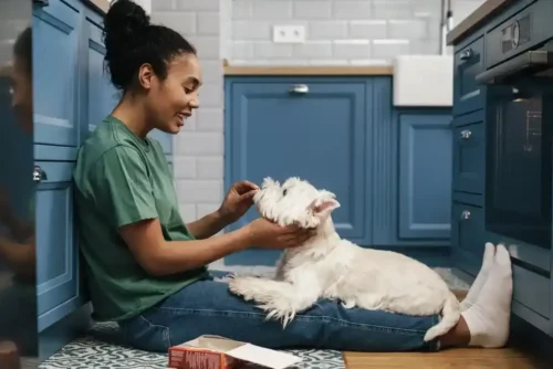 Custom Cabinet Designs For Pet Owners Custom Cabinet Designs For Pet Owners